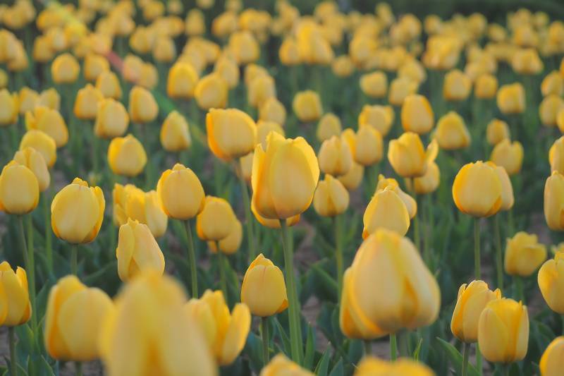 金色郁金香花海绽放图片