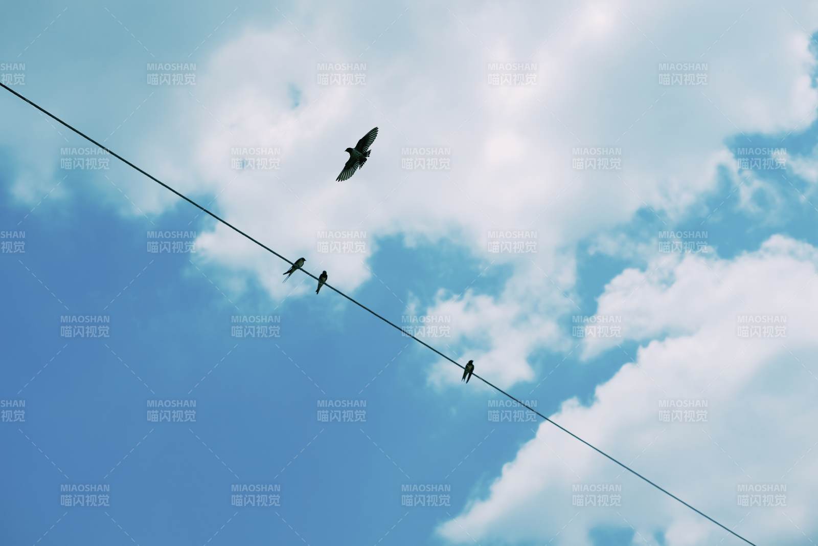 电线上的鸟儿与蓝天白云图片