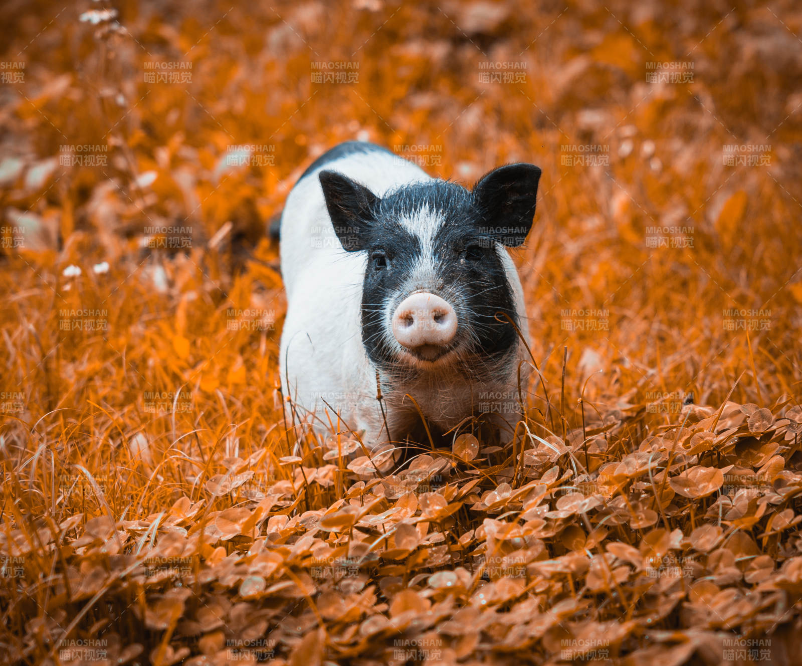 秋日田野中的小猪图片