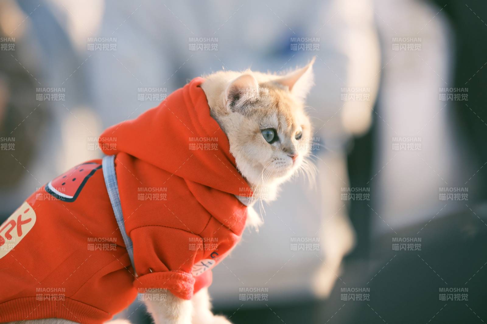 穿橙色卫衣的小猫图片