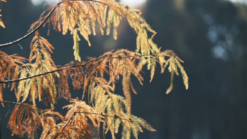 秋日枝叶的温暖色调图片