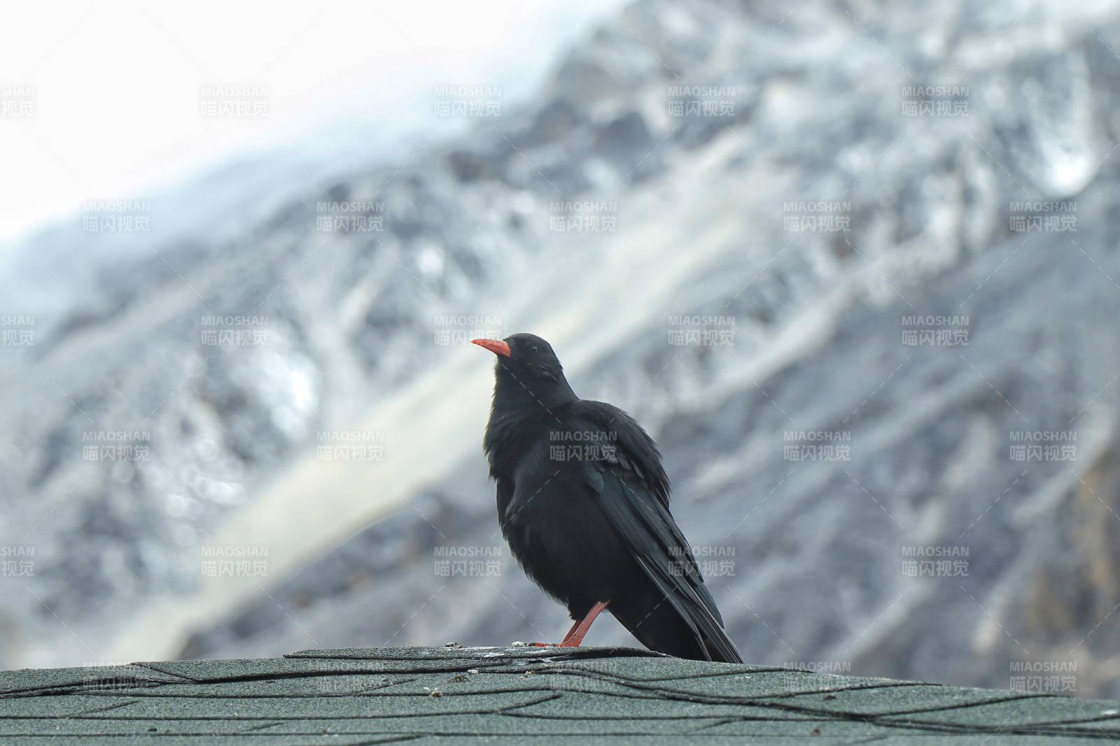 山间黑鸟栖屋顶图片