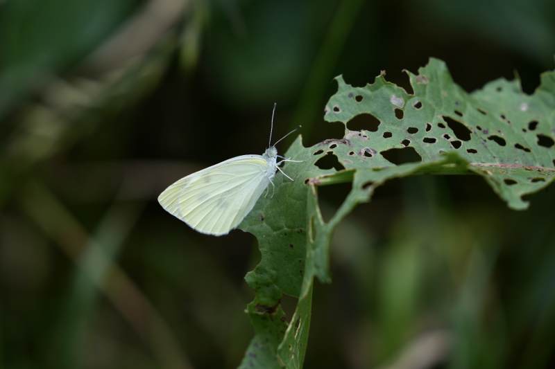绿叶上的白色蝴蝶图片