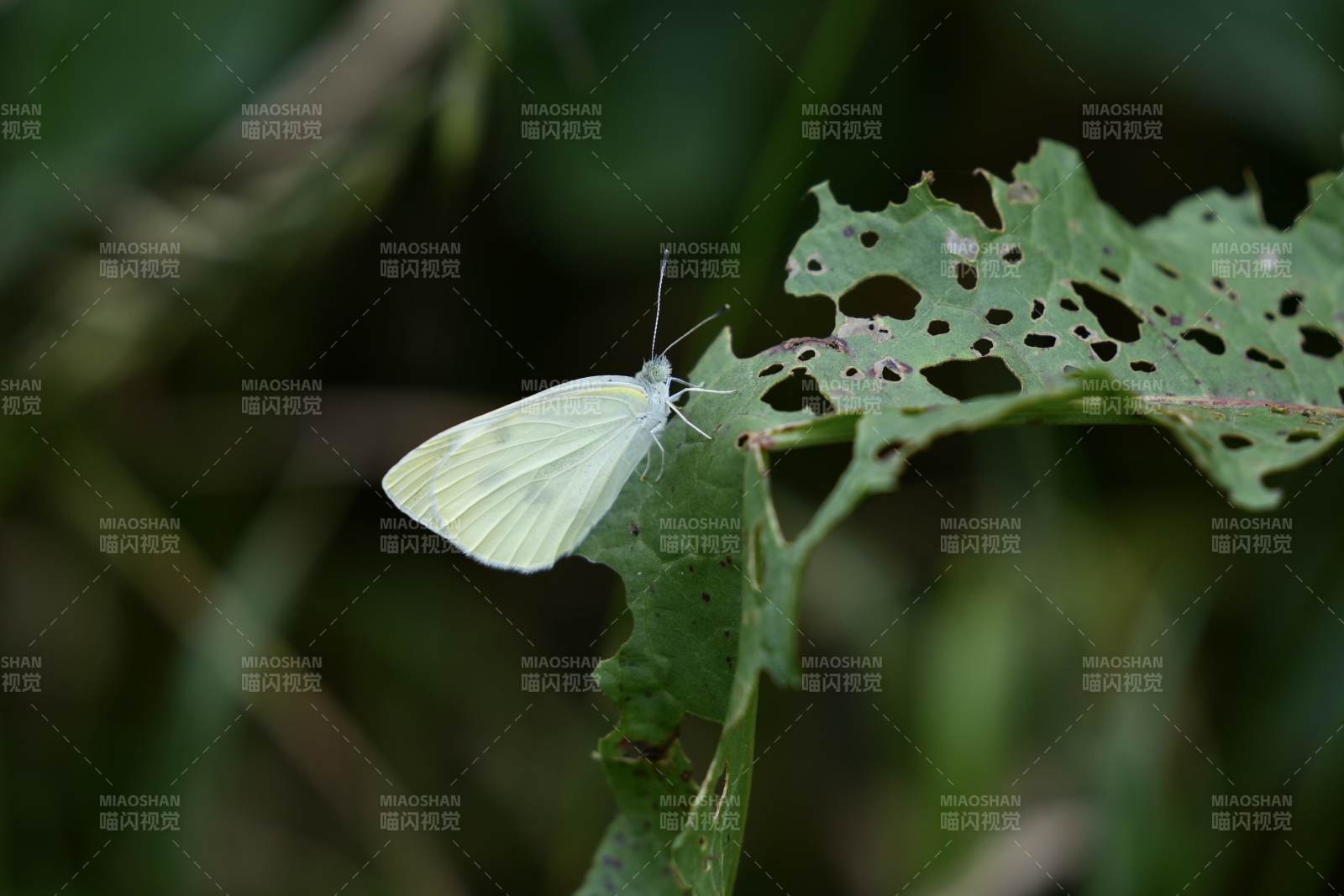 绿叶上的白色蝴蝶图片