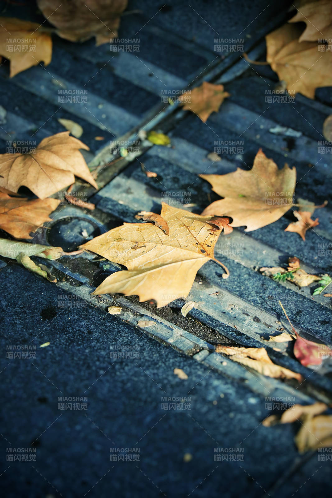 秋叶散落的街道排水口图片