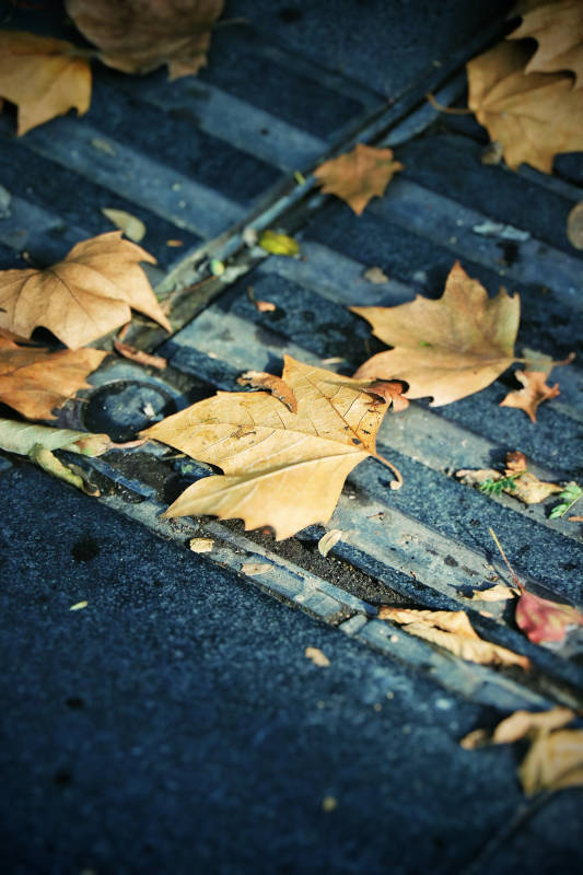 秋叶散落的街道排水口图片