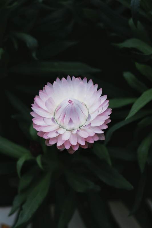 粉色花朵在绿叶中绽放图片