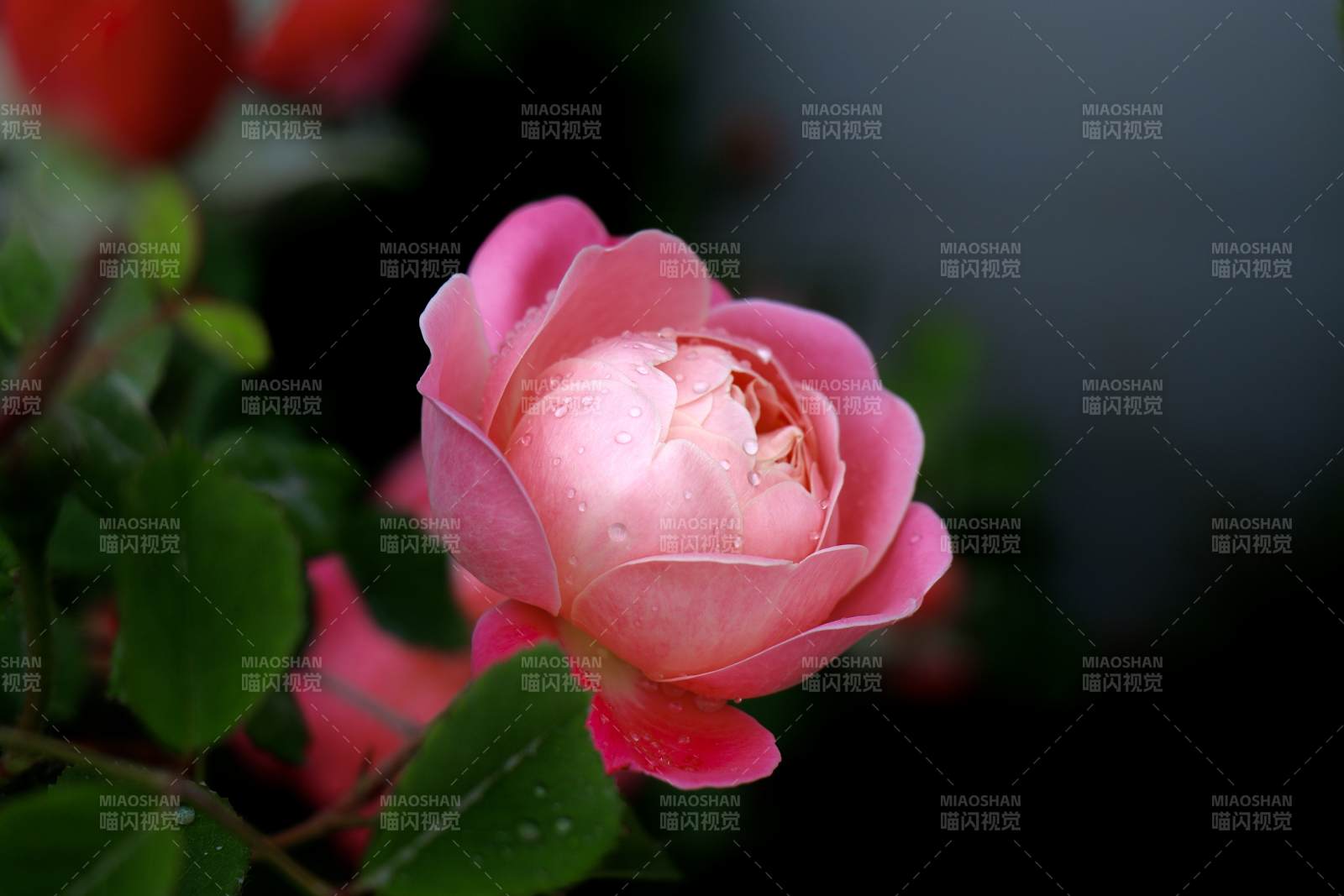 雨后粉月季绽放图片