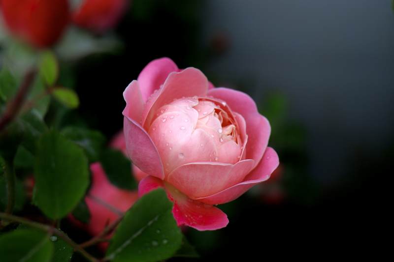 雨后粉月季绽放图片