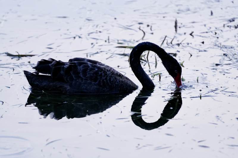 湖中黑天鹅饮水倒影图片