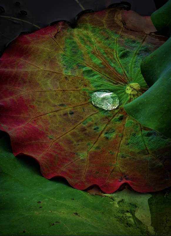 荷叶上的水珠图片