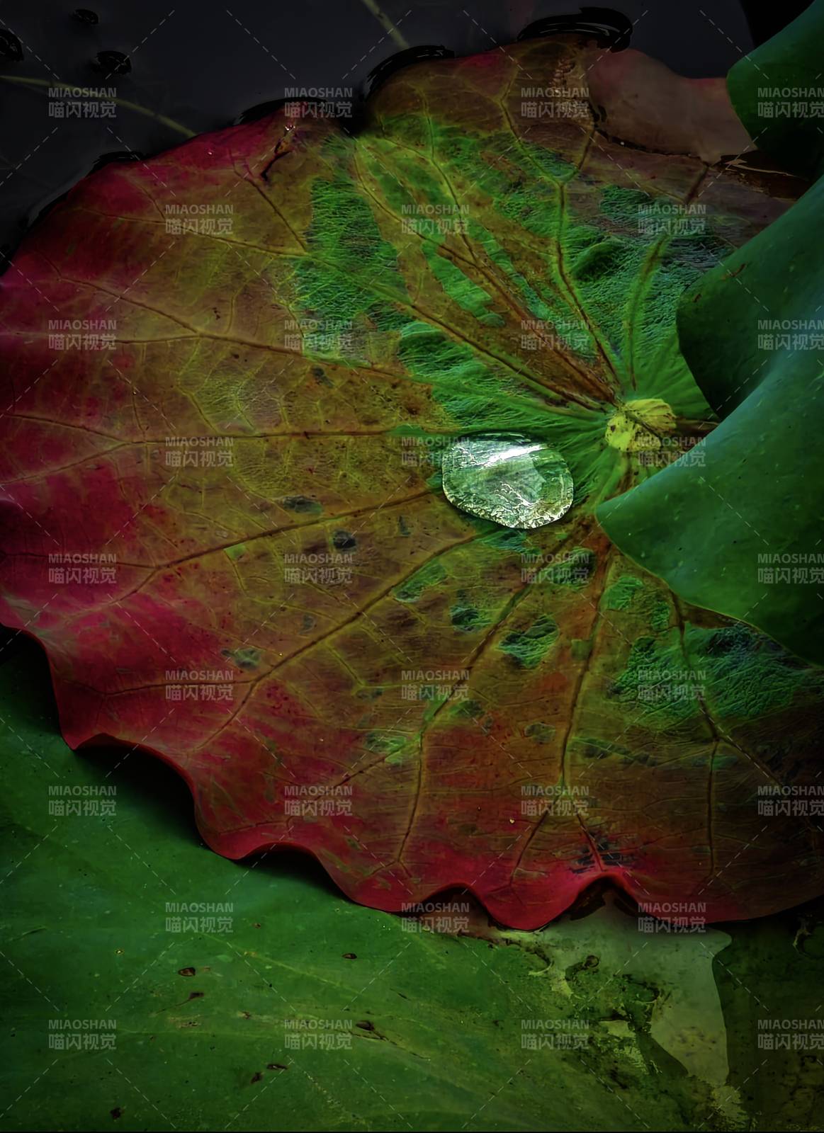 荷叶上的水珠图片