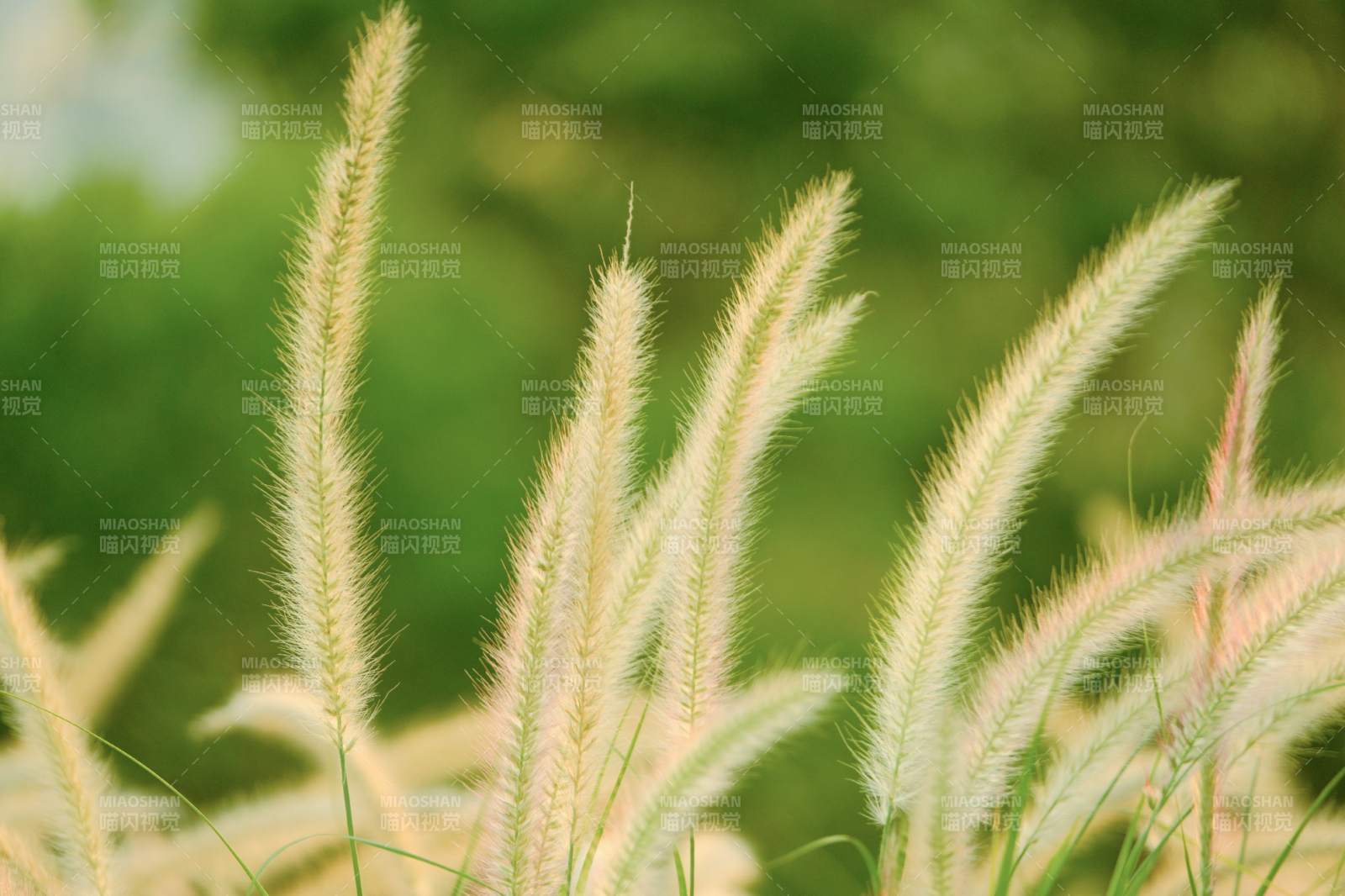 秋风中的芦苇花图片