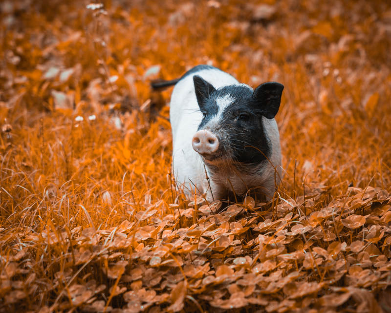 秋日草丛中的小猪图片