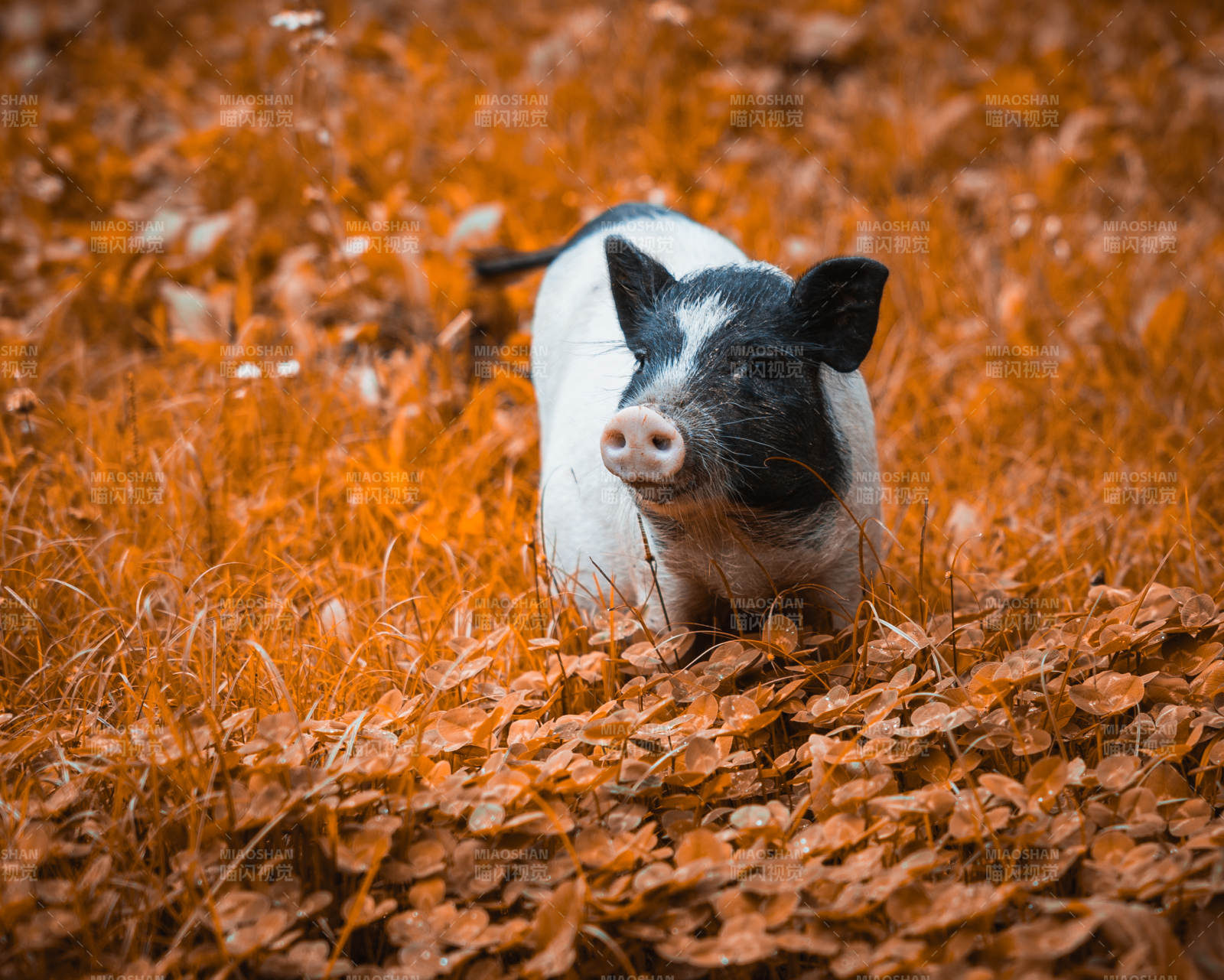 秋日草丛中的小猪图片