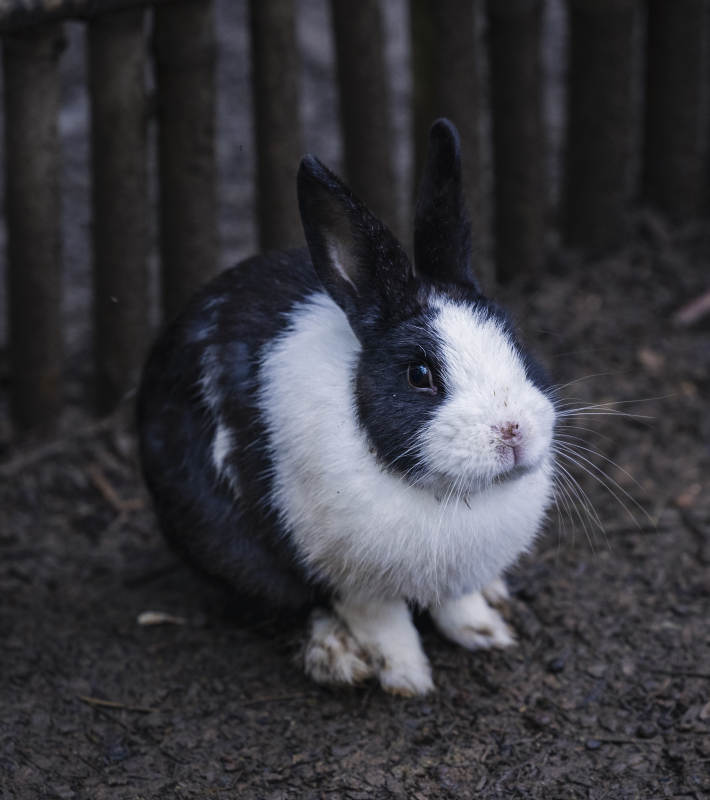 黑白相间的可爱兔子图片