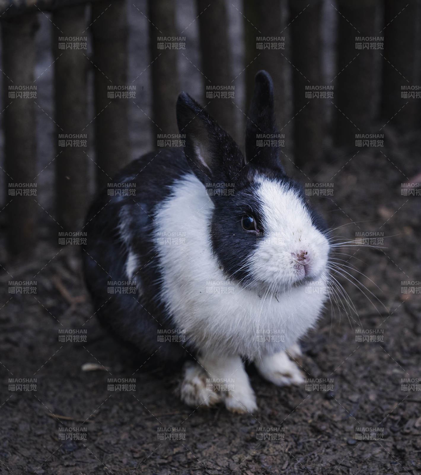 黑白相间的可爱兔子图片
