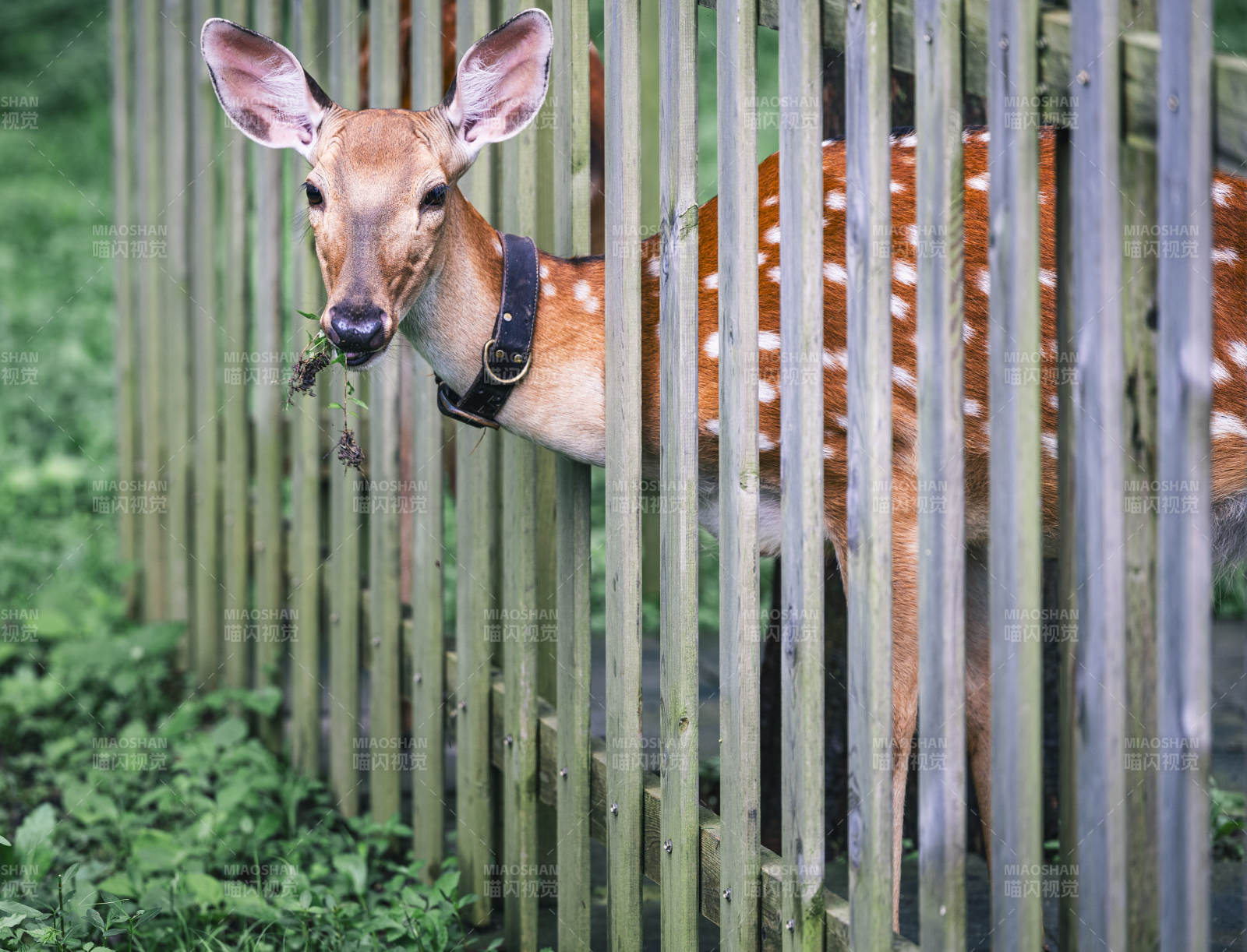 围栏内的小鹿吃草图片