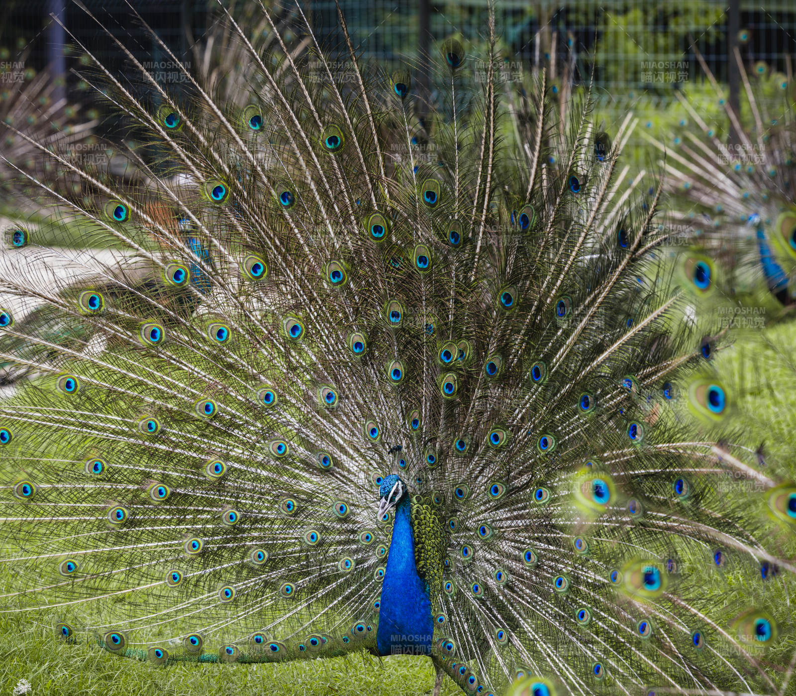 孔雀开屏展风采图片