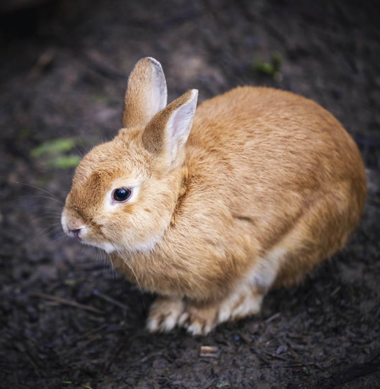可爱的棕色小兔子图片