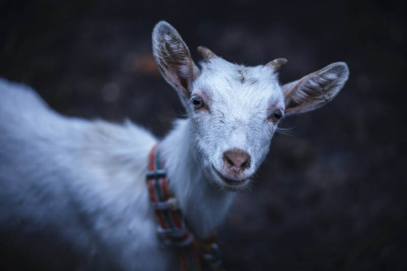 小山羊的温柔凝视图片