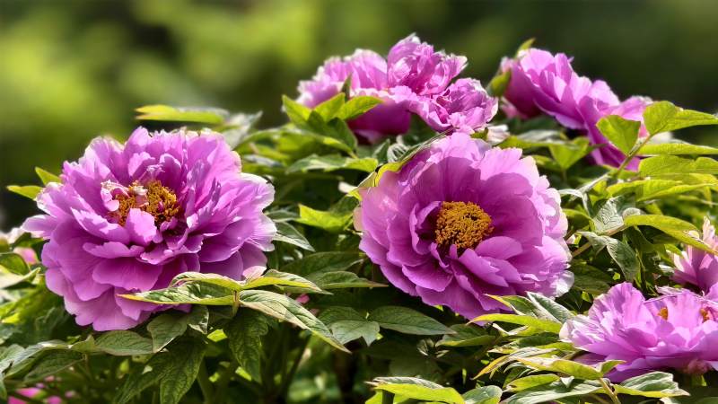 紫牡丹花开正艳图片