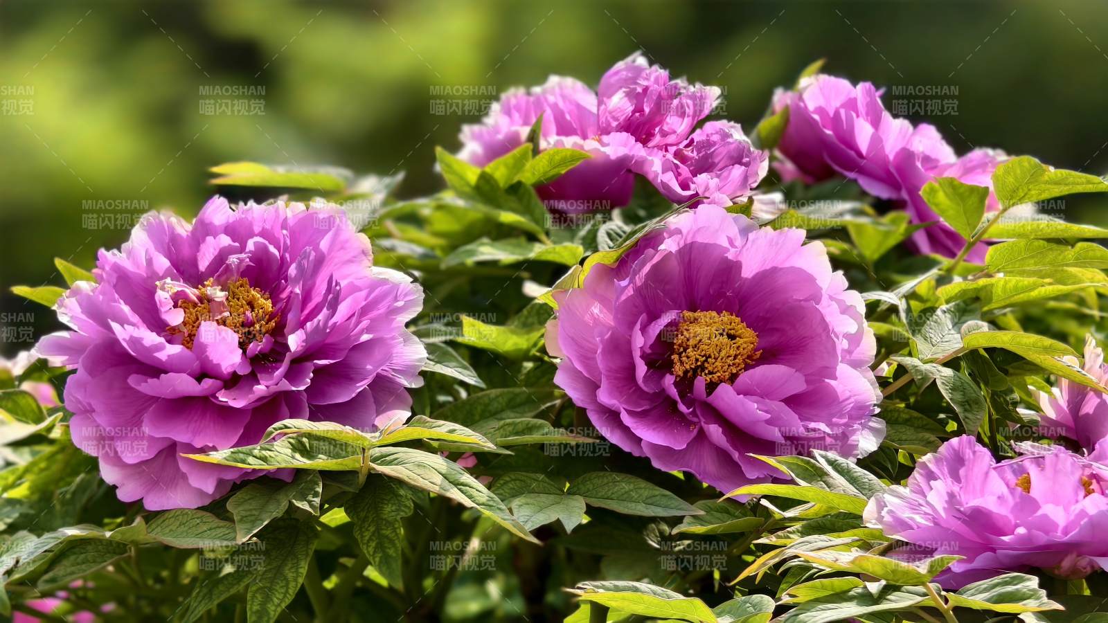 紫牡丹花开正艳图片