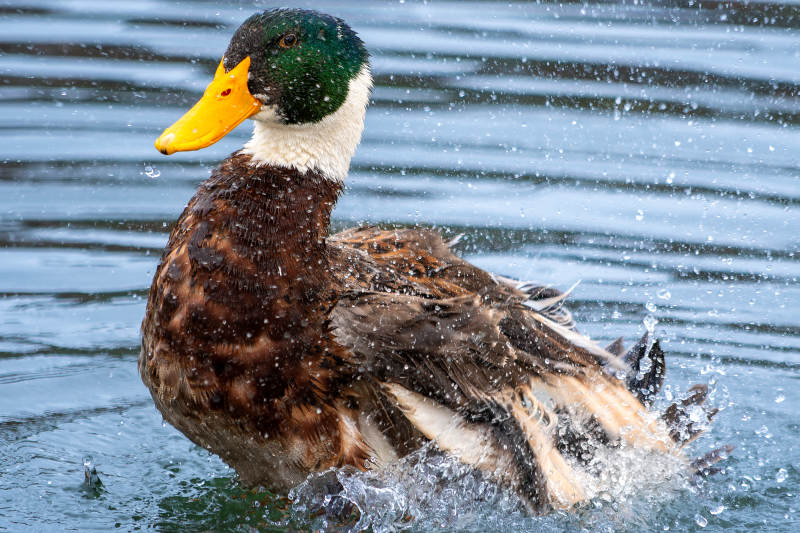 鸭子戏水溅起水花图片