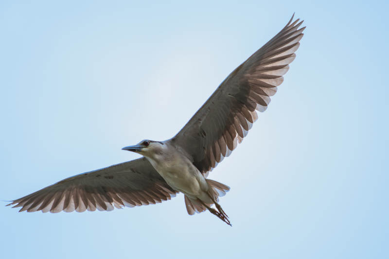 夜鹭展翅飞翔于蓝天图片