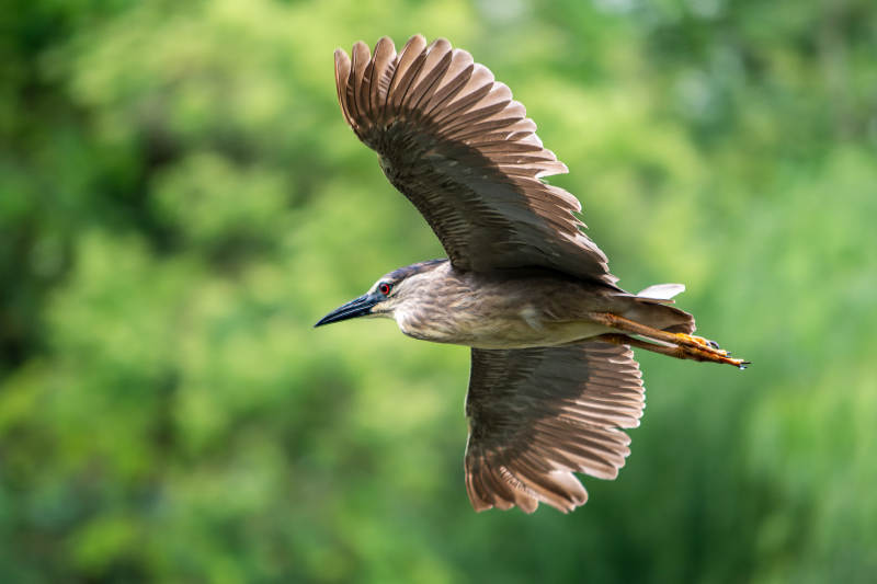 夜鹭展翅飞翔瞬间图片
