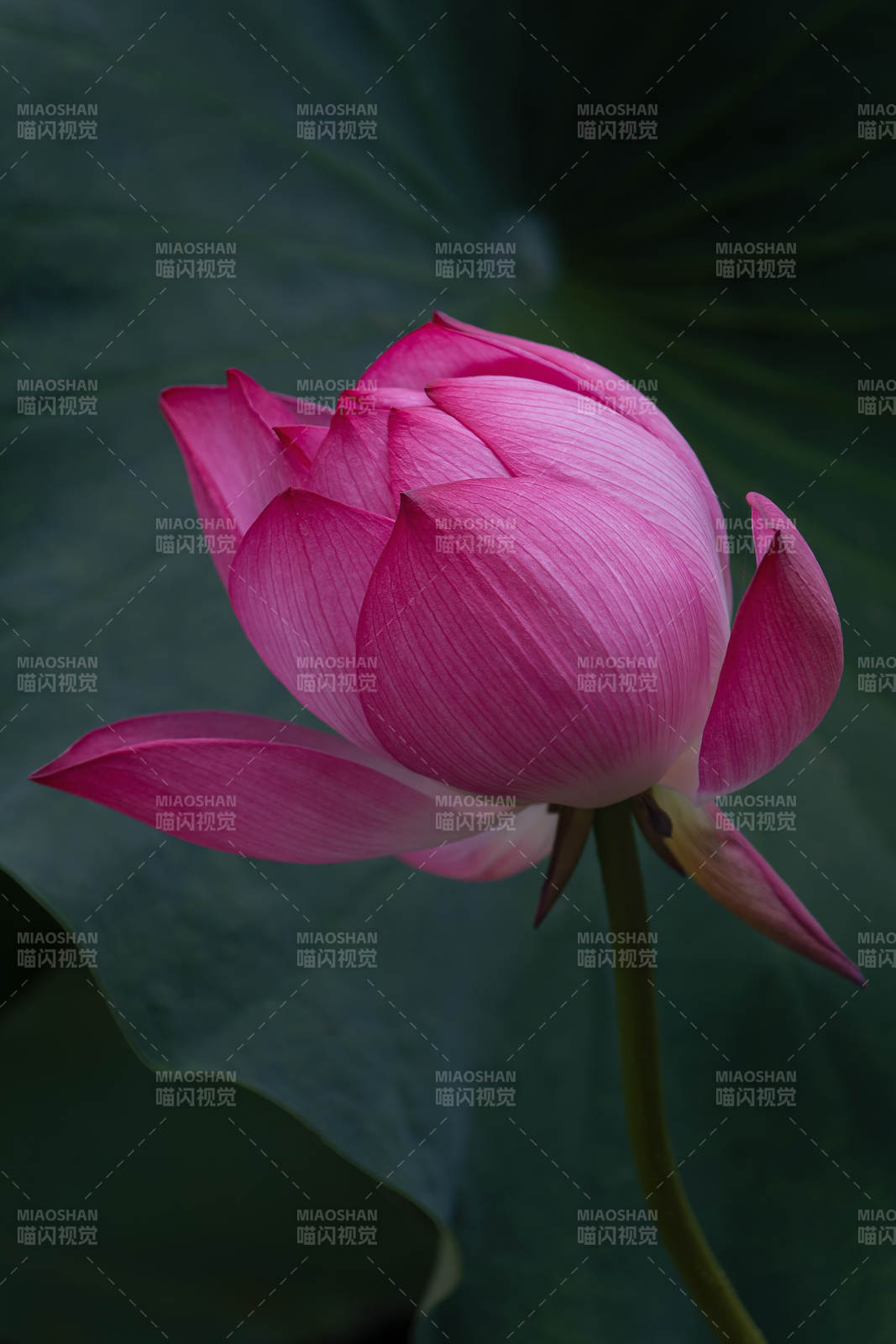 粉红荷花静谧绽放图片