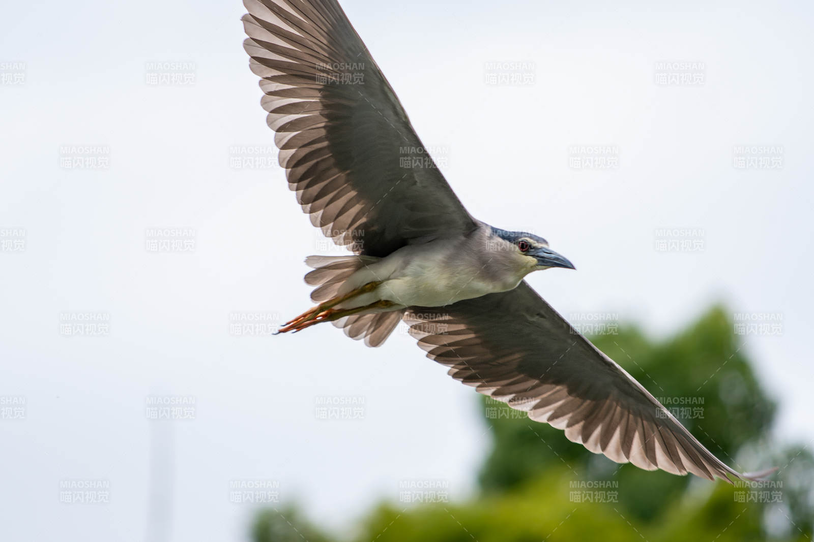 夜鹭展翅飞翔瞬间图片
