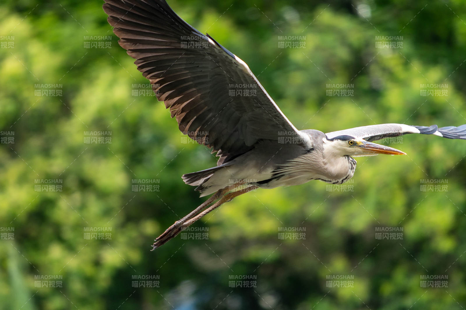 飞翔的苍鹭图片