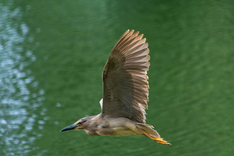 夜鹭展翅飞翔于绿水之上图片