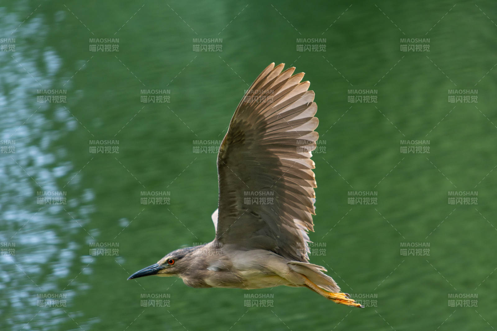 夜鹭展翅飞翔于绿水之上图片