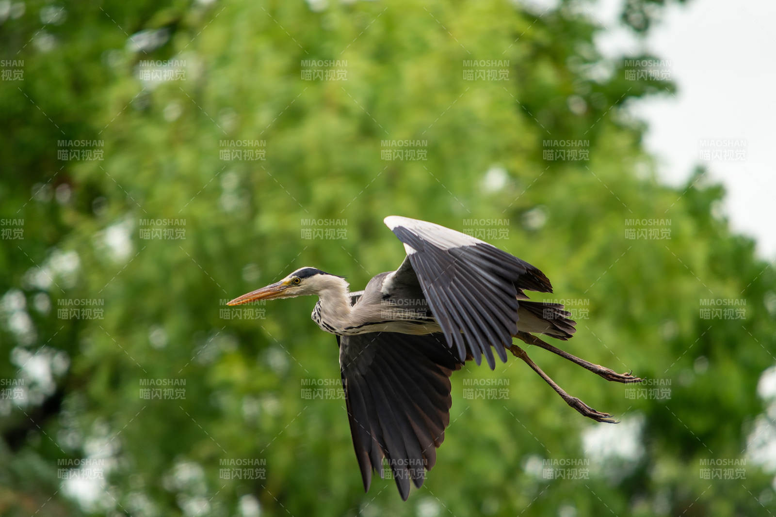 飞翔的苍鹭图片