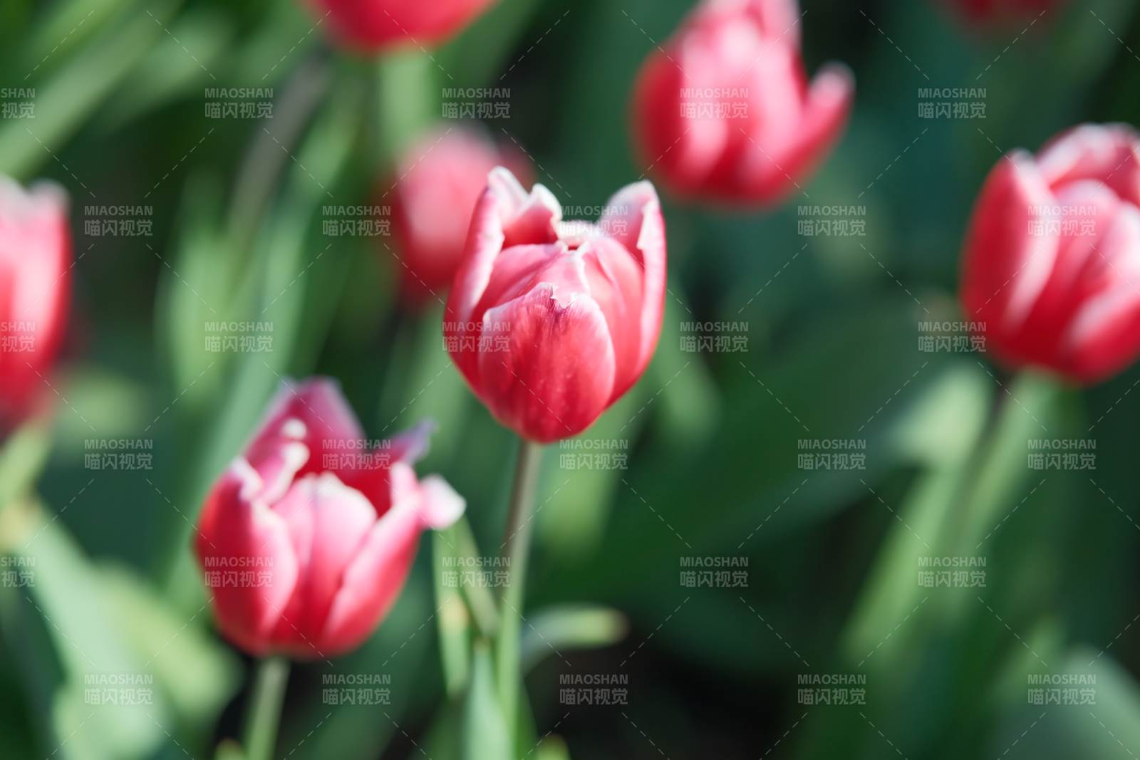 绽放的红色郁金香花丛图片