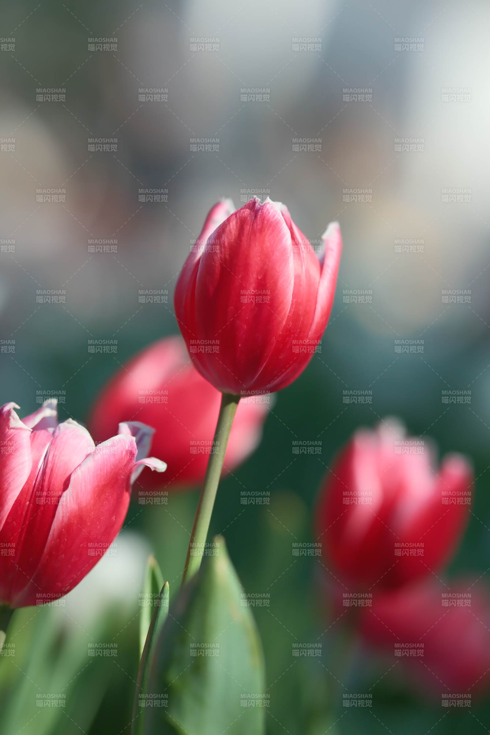 红色郁金香的美丽瞬间图片