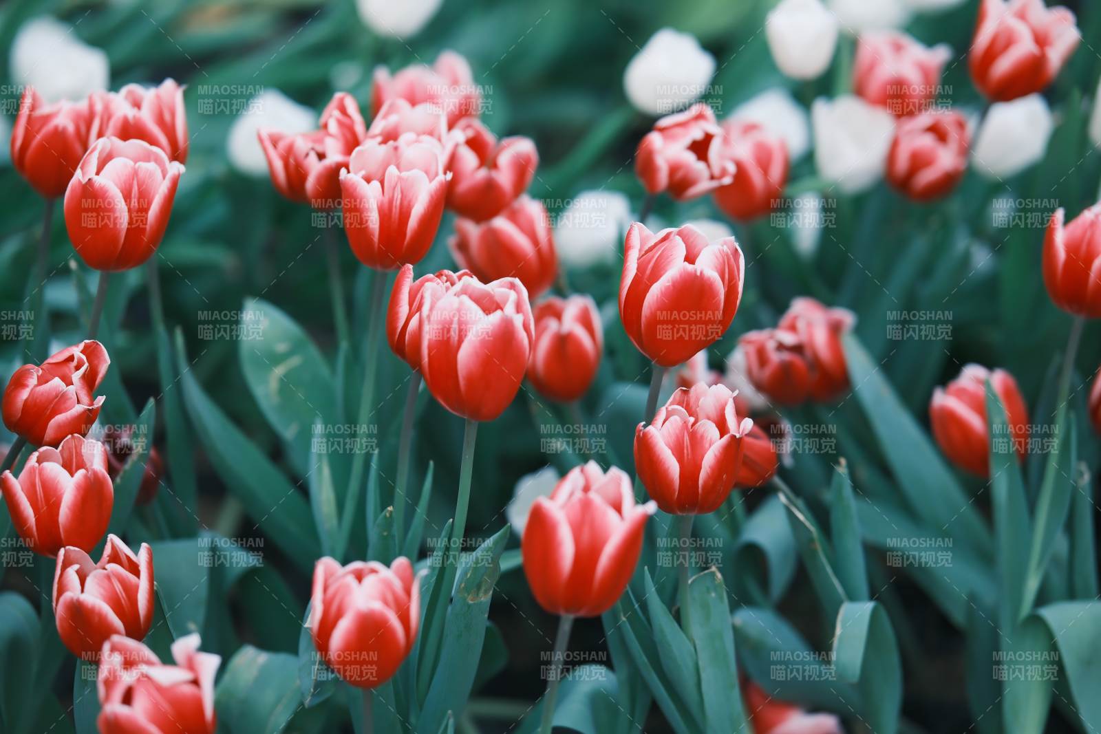 红白相间的郁金香花海图片