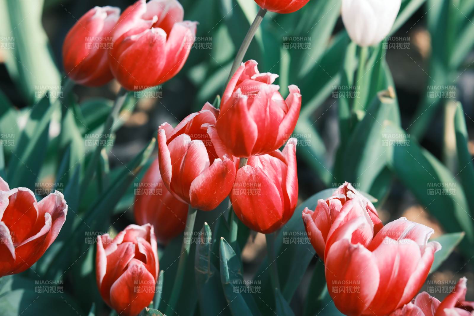 红白相间的郁金香花丛图片