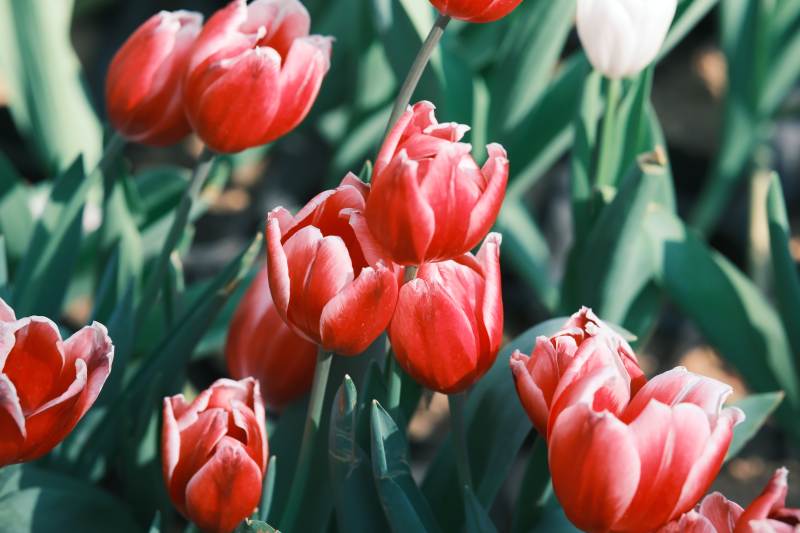 红白相间的郁金香花丛图片