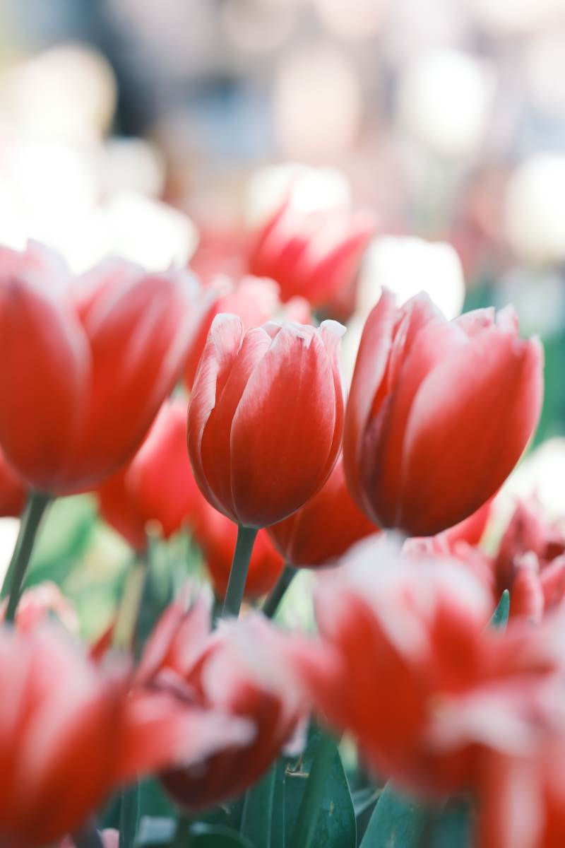 红色郁金香的美丽绽放图片