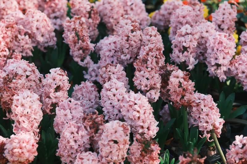 粉色风信子花丛特写图片