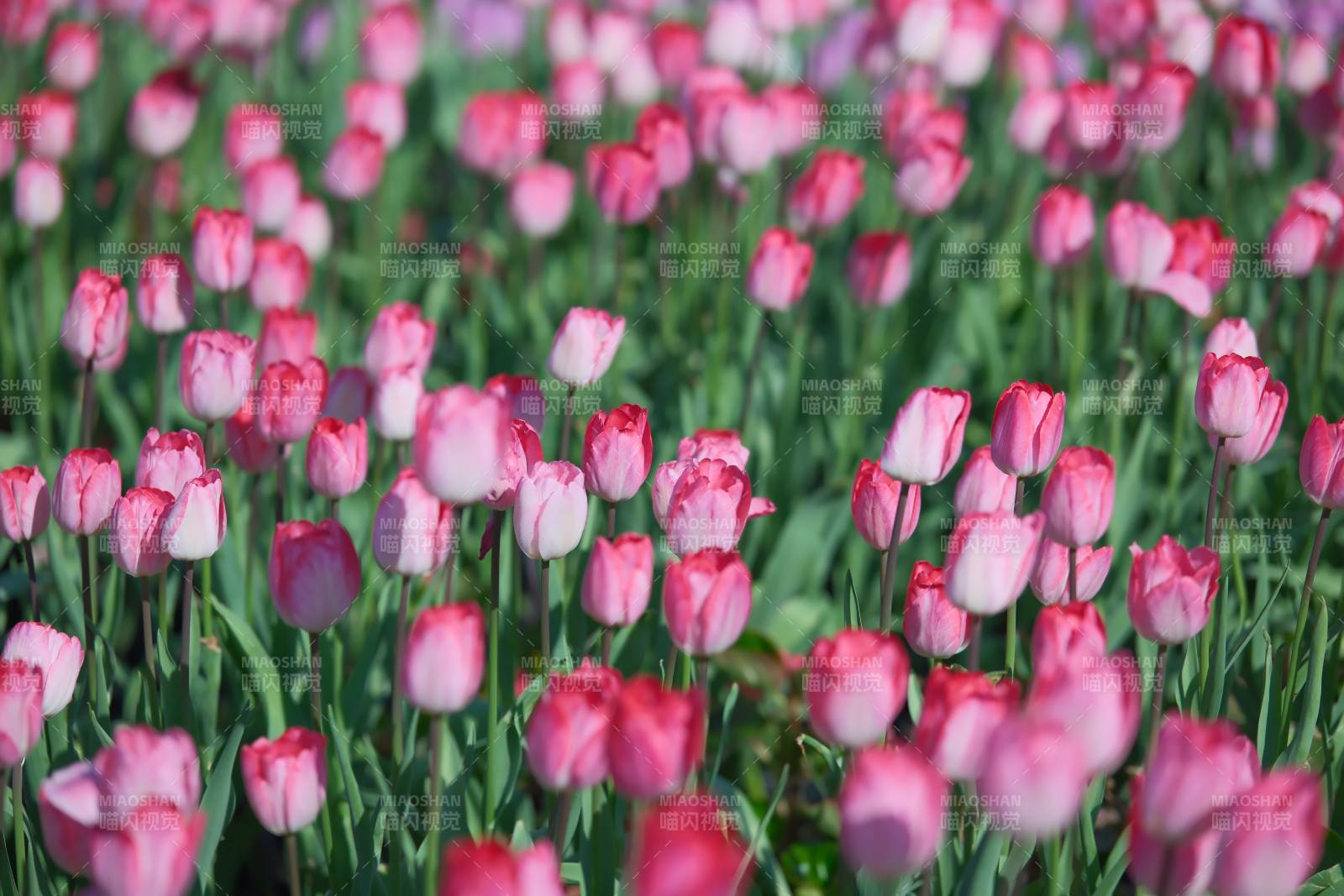 粉色郁金香花田美景图片