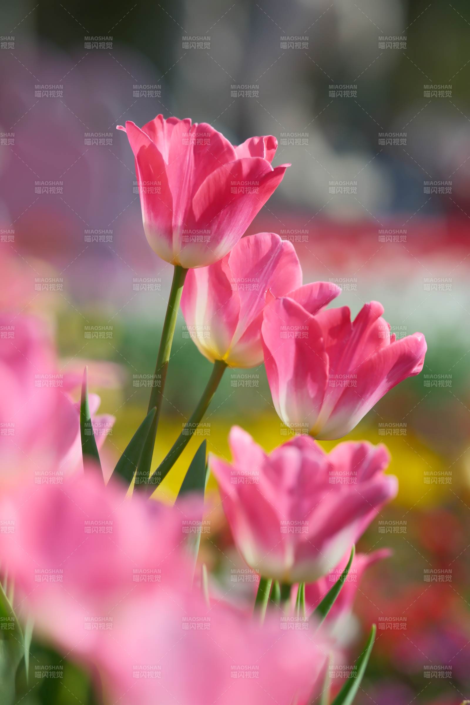 粉色郁金香绽放的美丽瞬间图片
