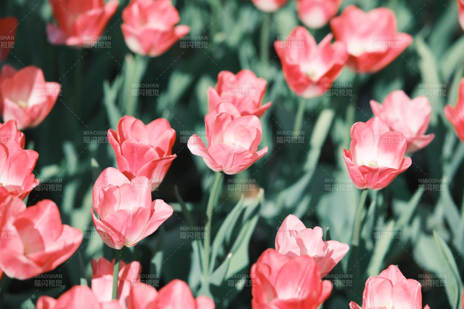 粉色郁金香花海绽放图片