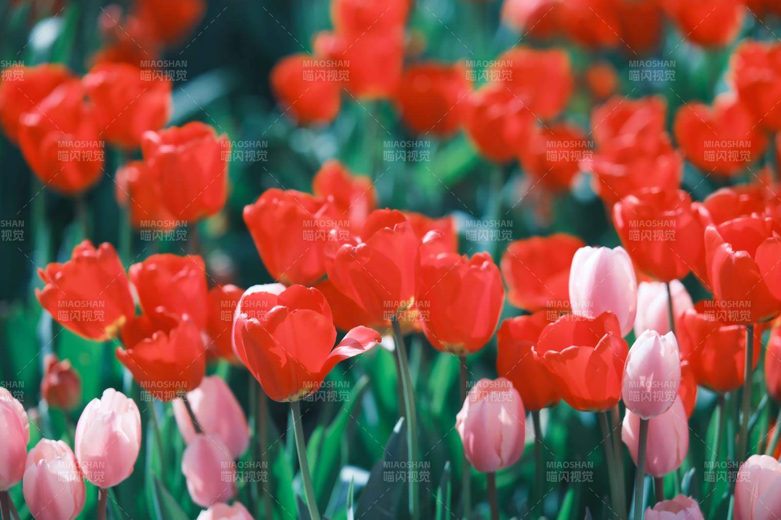 红粉相间的郁金香花海图片