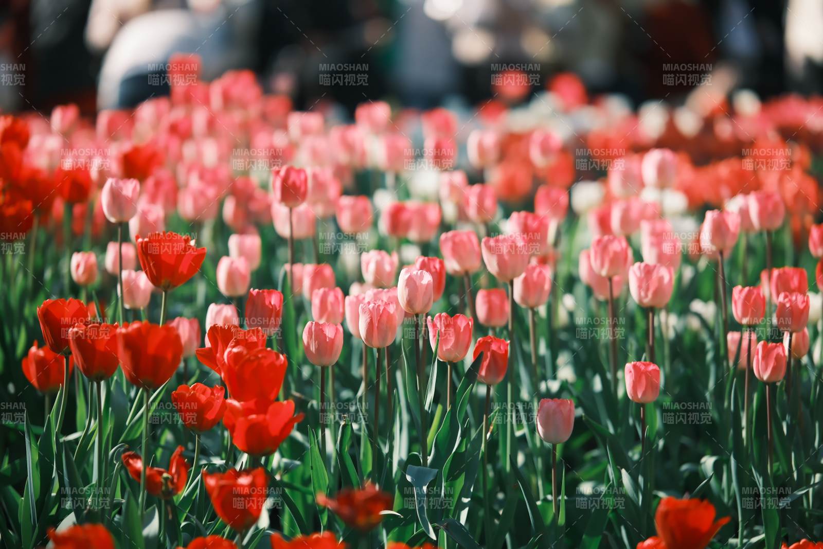 花海中的红色郁金香图片