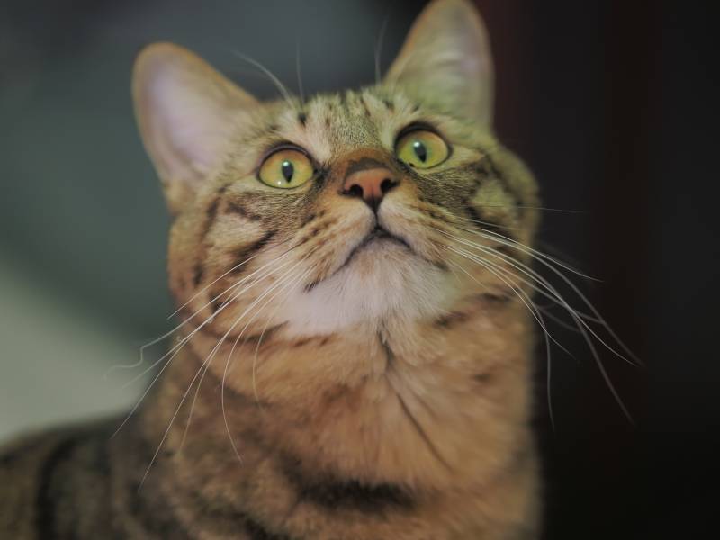 猫咪仰望 眼神明亮图片