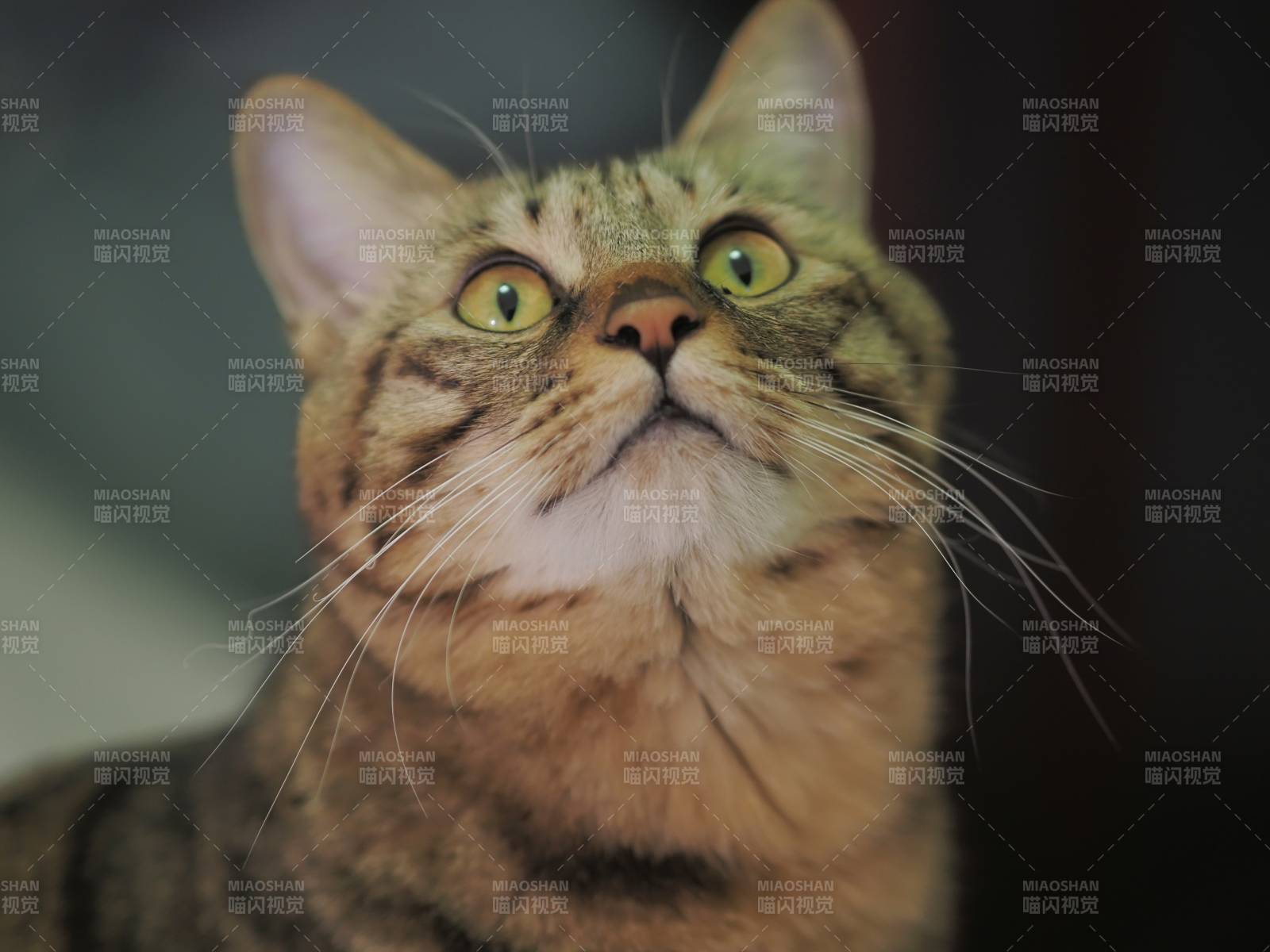 猫咪仰望 眼神明亮图片